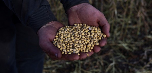 Tiempos turbulentos para la soja: compras récord de China, dudas por la demanda de aceite y tensiones geopolíticas están empujando los precios hacia niveles inesperados
