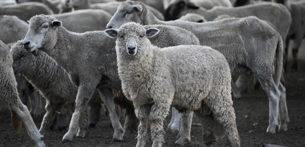 "No puede basarse indefinidamente en mecanismos de subsidio": el Gobierno eliminó los regímenes específicos de promoción ganadera por especie