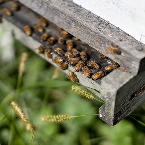 Más allá de la miel: la desaparición de las abejas y su influencia en la seguridad alimentaria