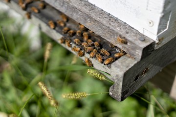 Más allá de la miel: la desaparición de las abejas y su influencia en la seguridad alimentaria