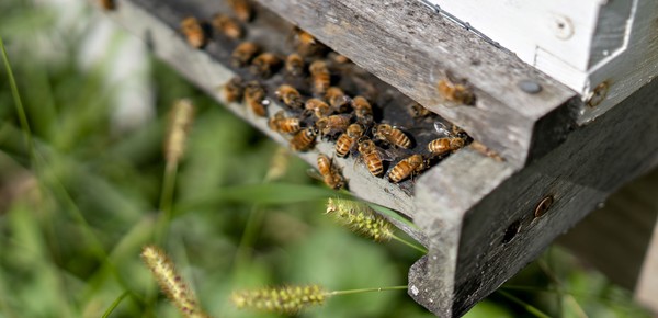 Más allá de la miel: la desaparición de las abejas y su influencia en la seguridad alimentaria