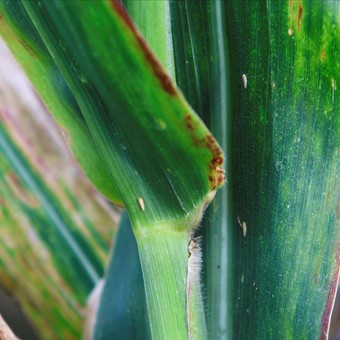 Chicharrita del maíz: la situación actual y la importancia del clima y del manejo