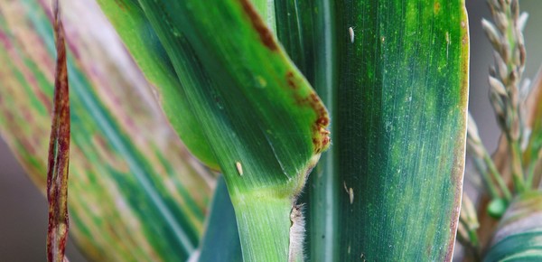 Chicharrita del maíz: la situación actual y la importancia del clima y del manejo