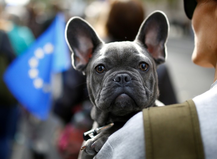 Toda la alimentacion que tu perro necesita