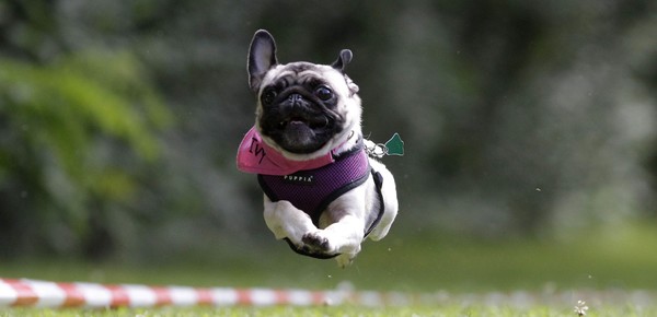 La Guía definitiva para perros felices