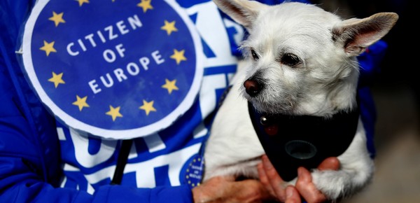 La guia definitiva para perros felices
